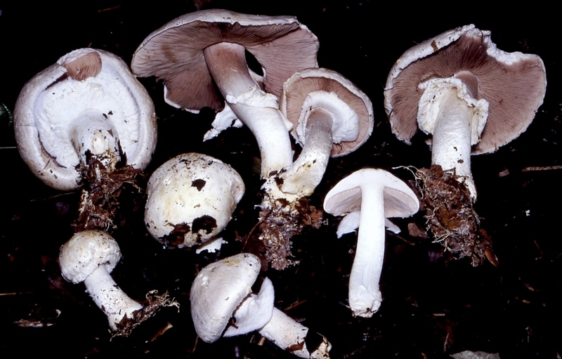 Agaricus quiz: ovvero, non s cosa sia